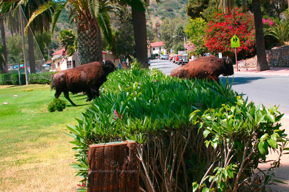 12 - Back to School — Catalina Island photograph by Juan Rodriguez