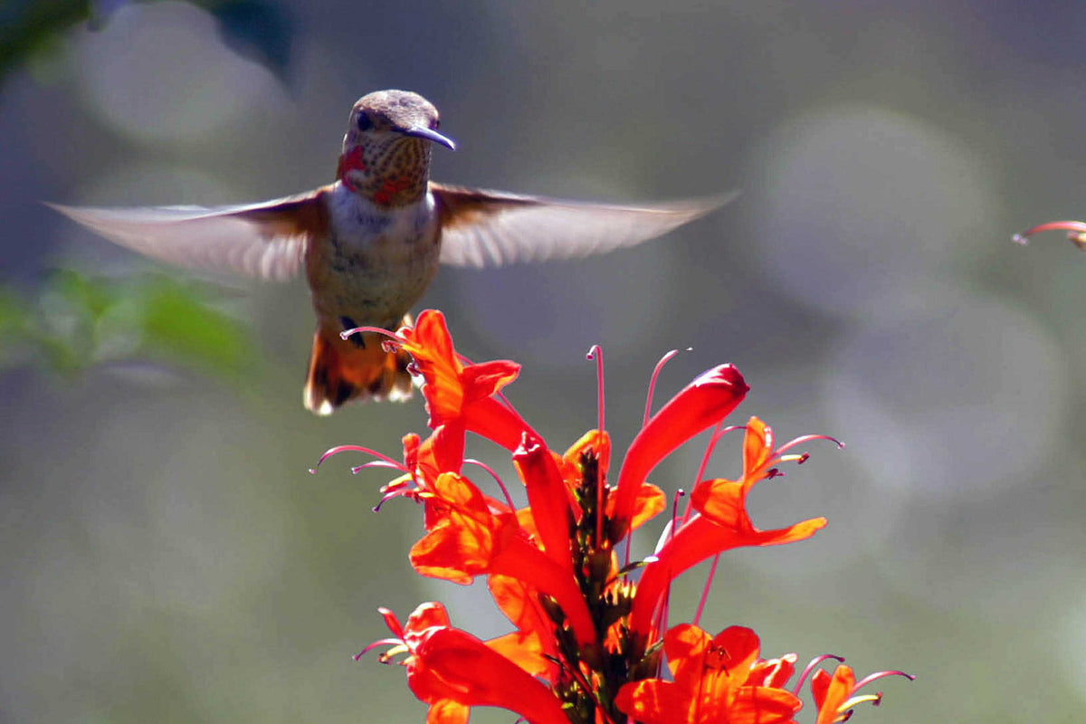 45 - Lunch time — Catalina Island photograph by Juan Rodriguez