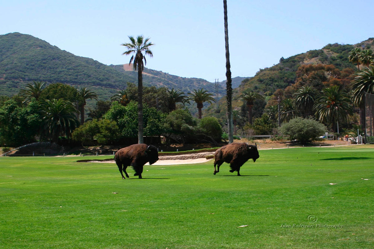 50 - No Roaming Charges — Catalina Island photograph by Juan Rodriguez