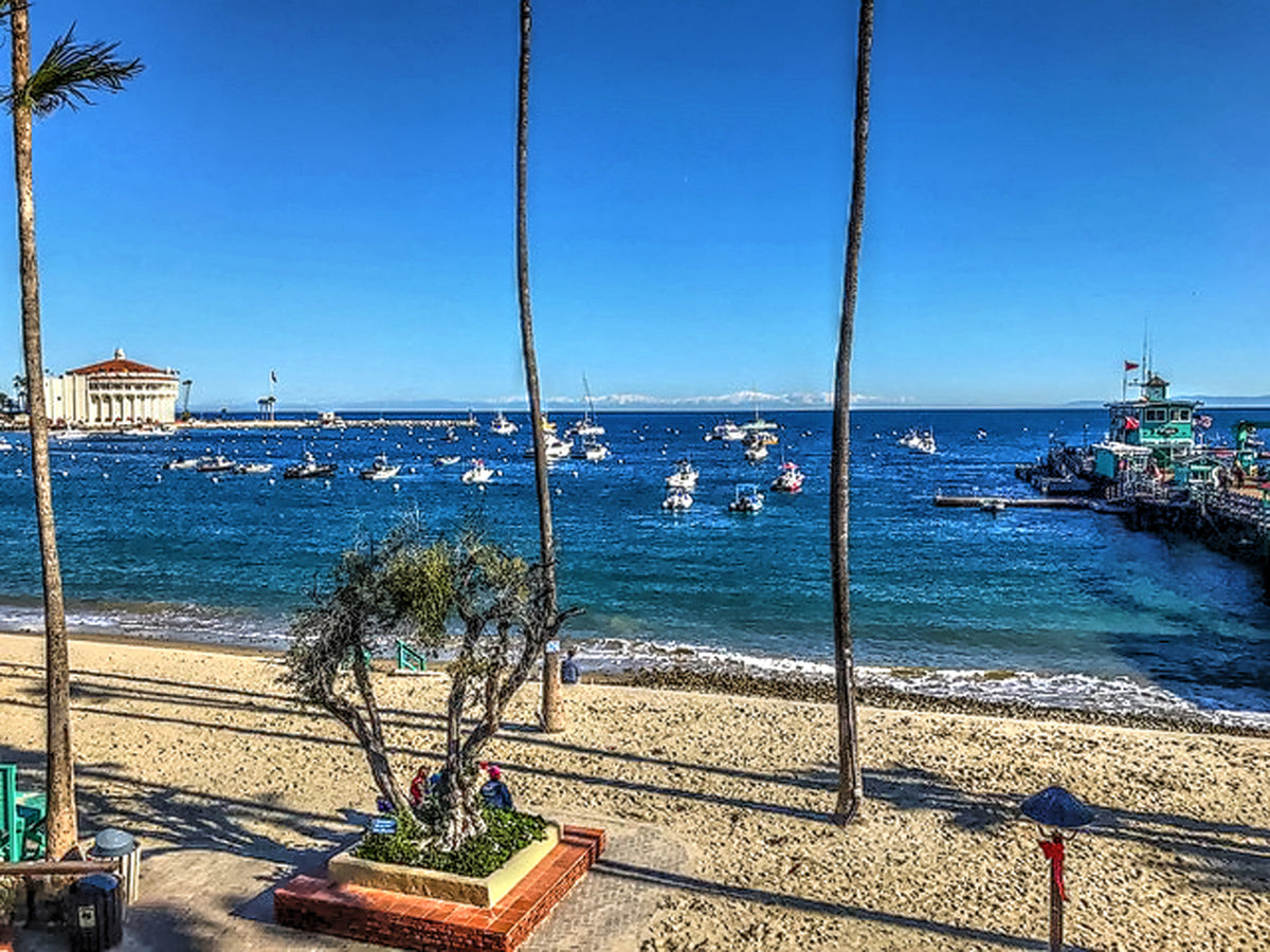 51 - Old Olive tree — Catalina Island photograph by Juan Rodriguez