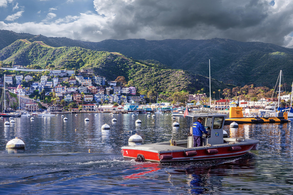 52 - On Patrol — Catalina Island photograph by Juan Rodriguez
