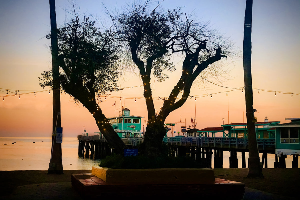 63 - That Old Olive tree — Catalina Island photograph by Juan Rodriguez