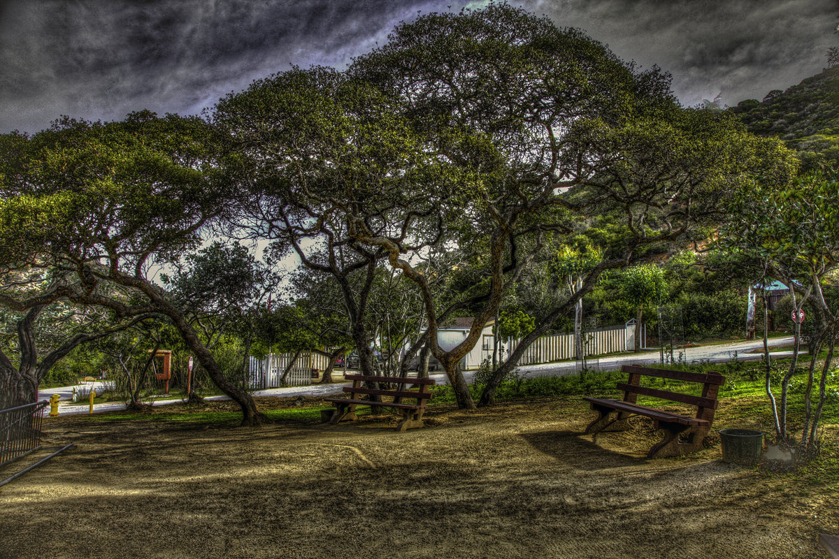 66 - Under the trees — Catalina Island photograph by Juan Rodriguez